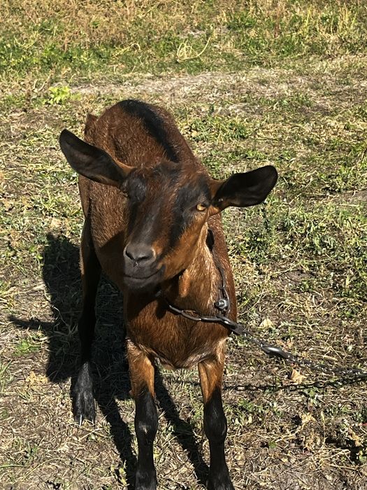 Альпійська коза