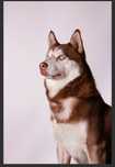Reproduktor. Syberian Husky