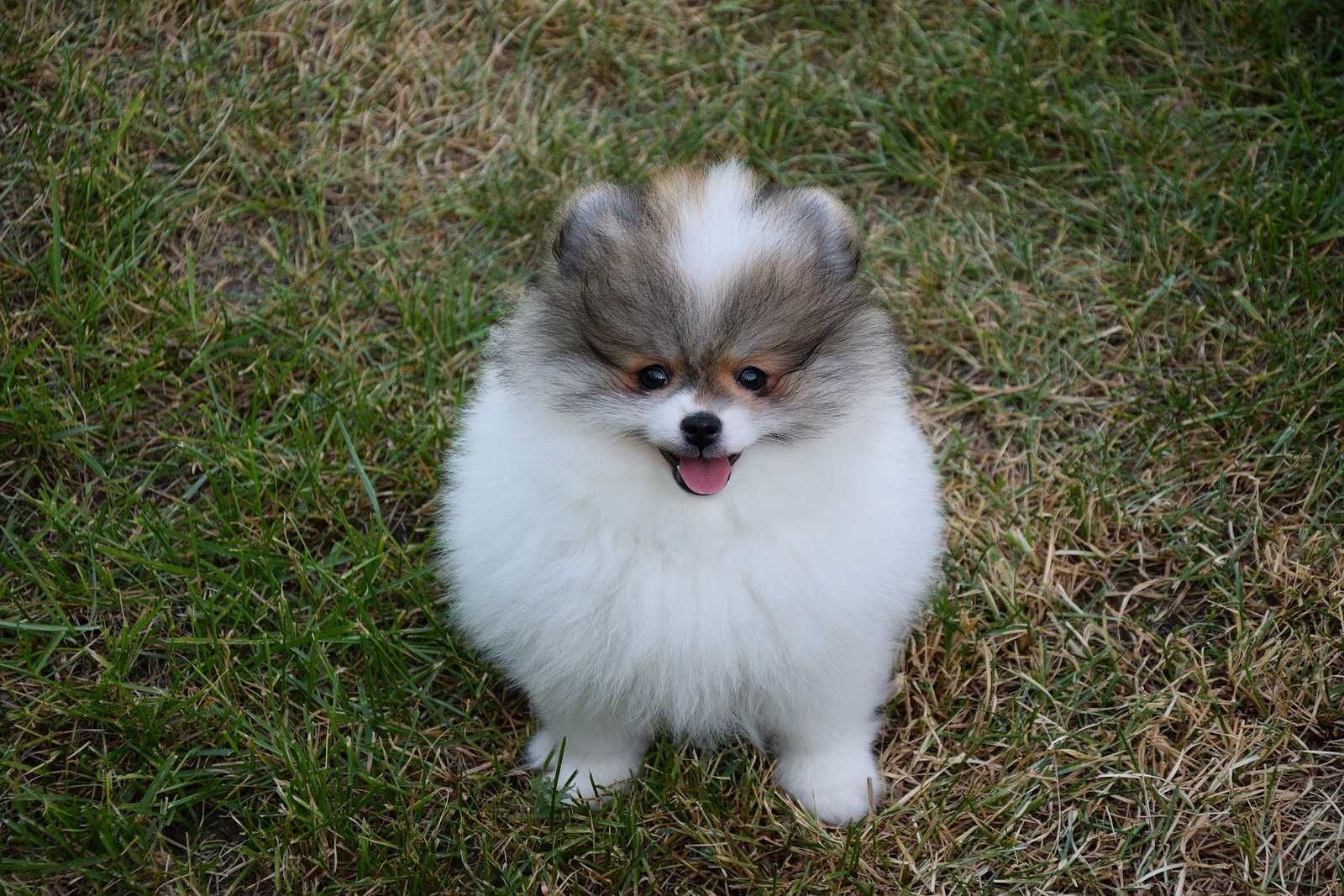 Nefryt - puchaty piesek Pomeranian parti color