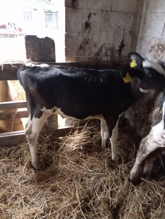 Sprzedam byczki żerłaki