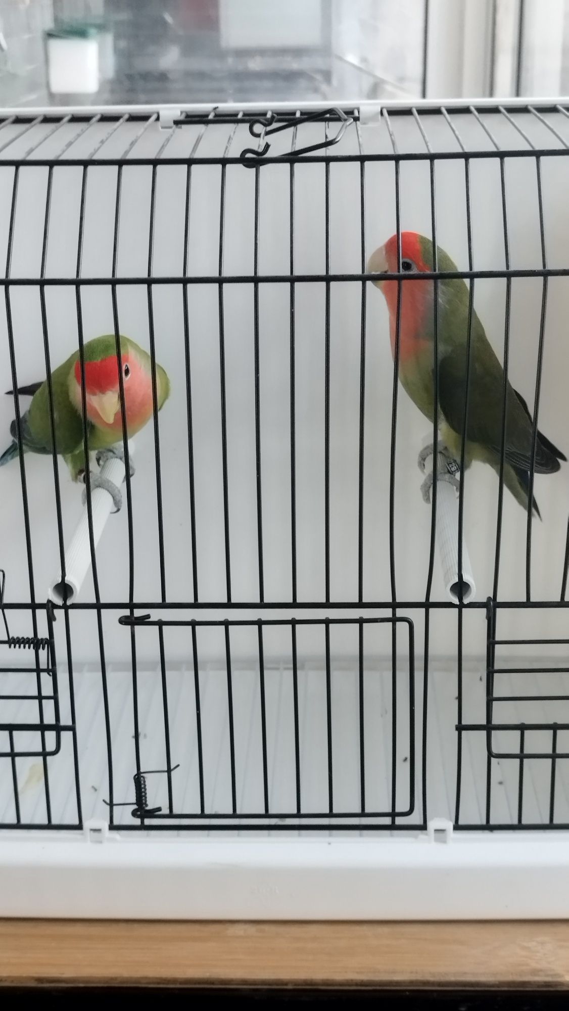 Casal Agapórnis roseicollis.