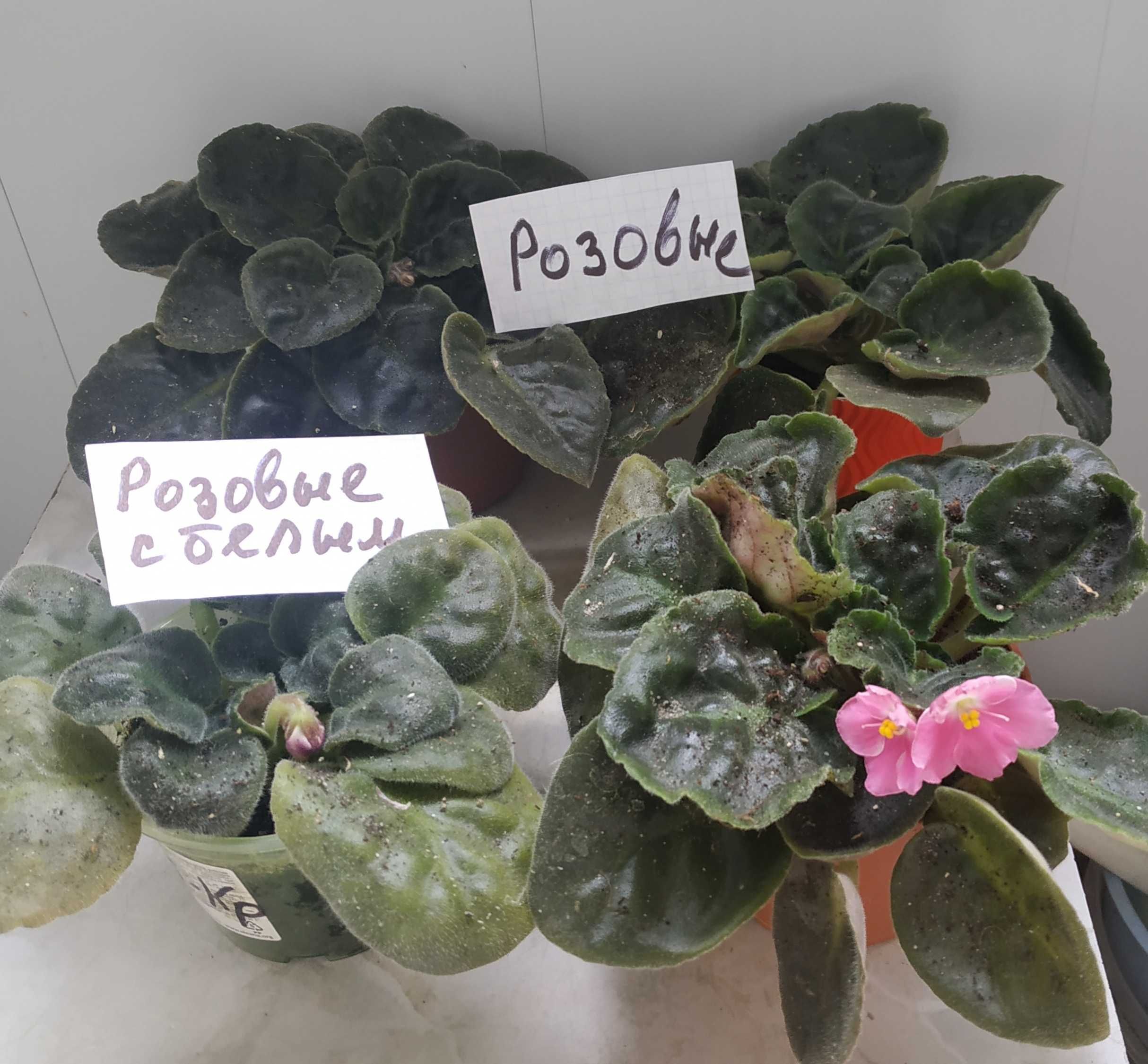 Фиалки разных цветов и разной пушистости