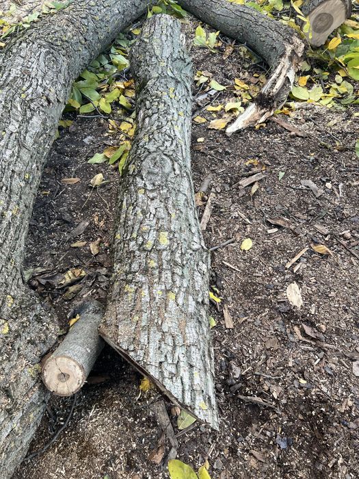 Серовина горіх є доставка кругляк