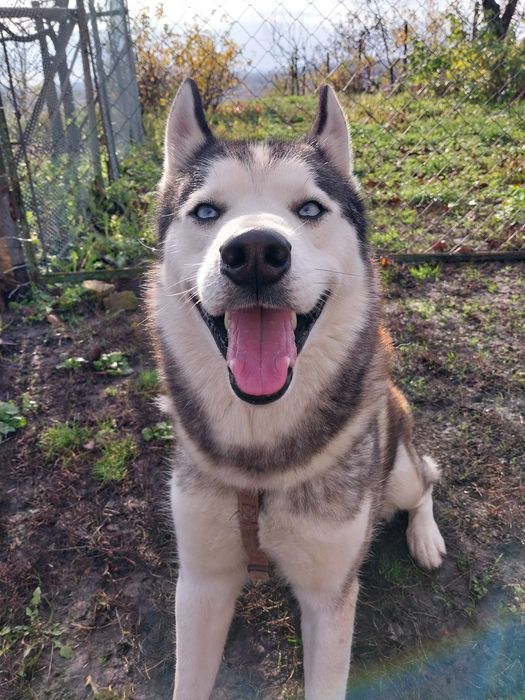 Віддам хаскі, хлопчик 3 роки