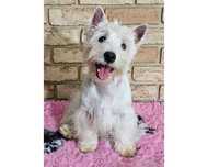 West highland white terrier szczenię suczka ZKwP FCI