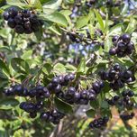 Aronia owoc świeża