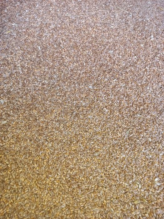 Sprzedam zboże jęczmień, owies