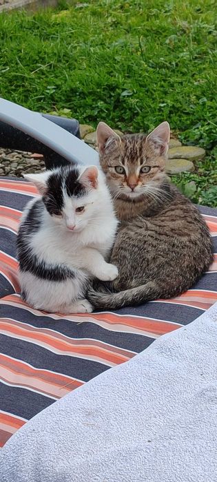 Kociaki szukają domu