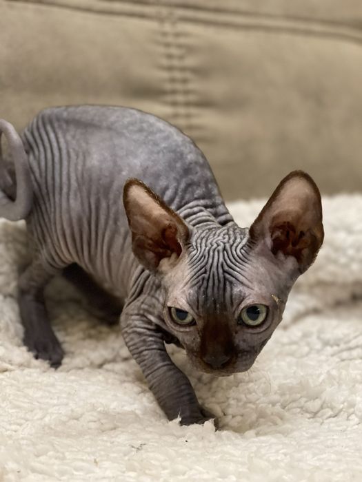 Хлопчики і дівчата Канадські Сфінкси, Бамбіно та Ельфи.