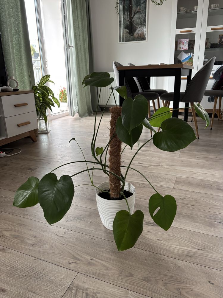 Monstera doniczkowa kwiat