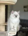 Puchaty kotek ragdoll hodowlano wystawowy  FPL