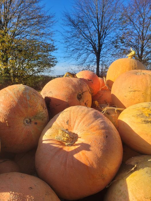 Dynia bambino jadalna