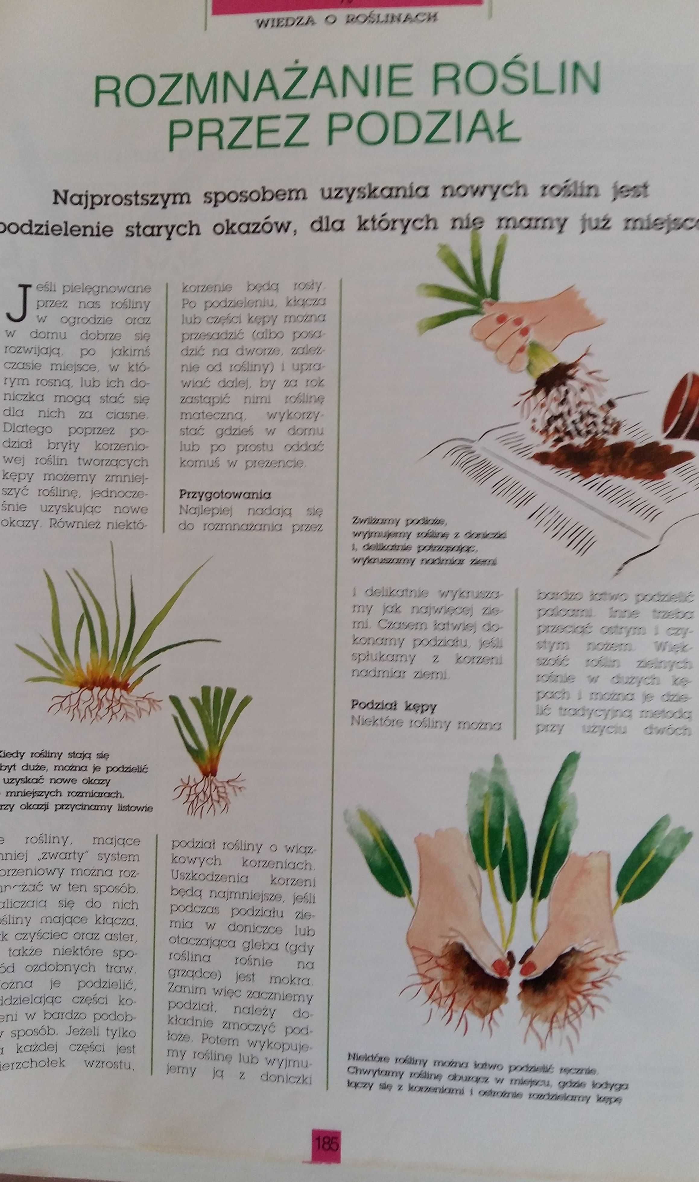 Magia roślin karty-wiedza o roślinach.Czasopismo.Segregator