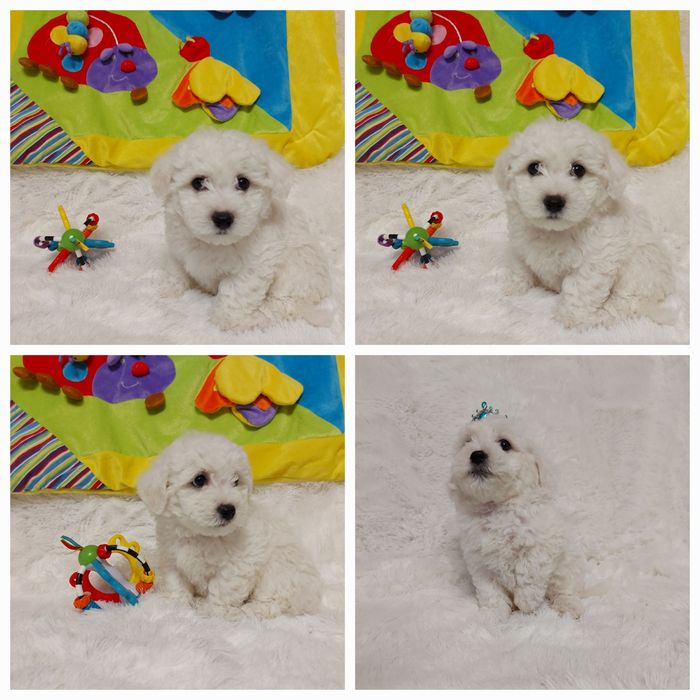 Bichon frise prześliczny piesek z rodowodem gotowy do odbioru