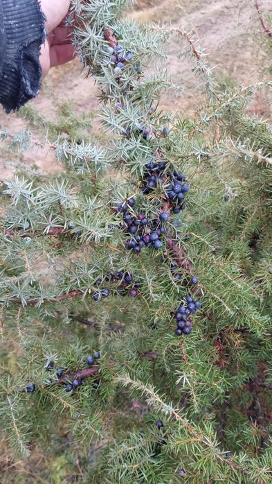 Ягоди ялівцю. Ягоды можжевельника