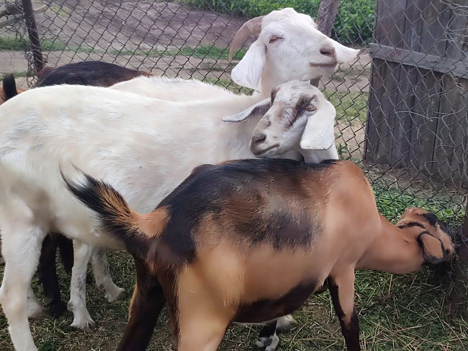 Продається стадо англонубійських кіз .