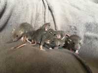 Szczury szczurki szczurek REX DUMBO standard Rat’s house hodowla