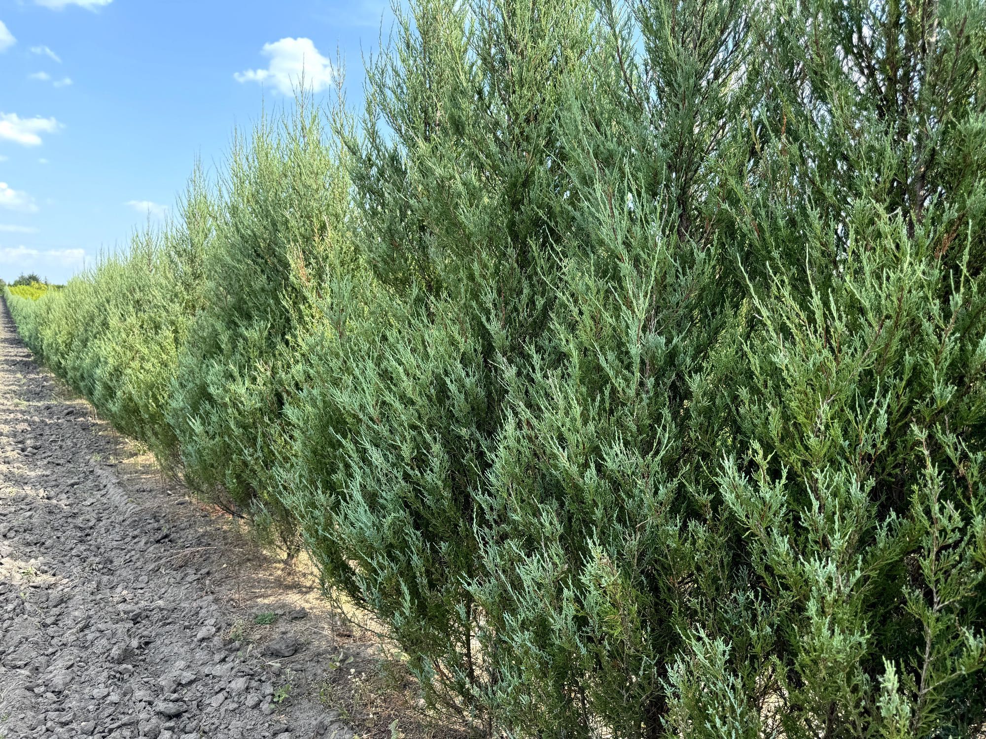 Thuja Smaragd 260-300 cm i inne tuja Szmaragd żywopłot Transport