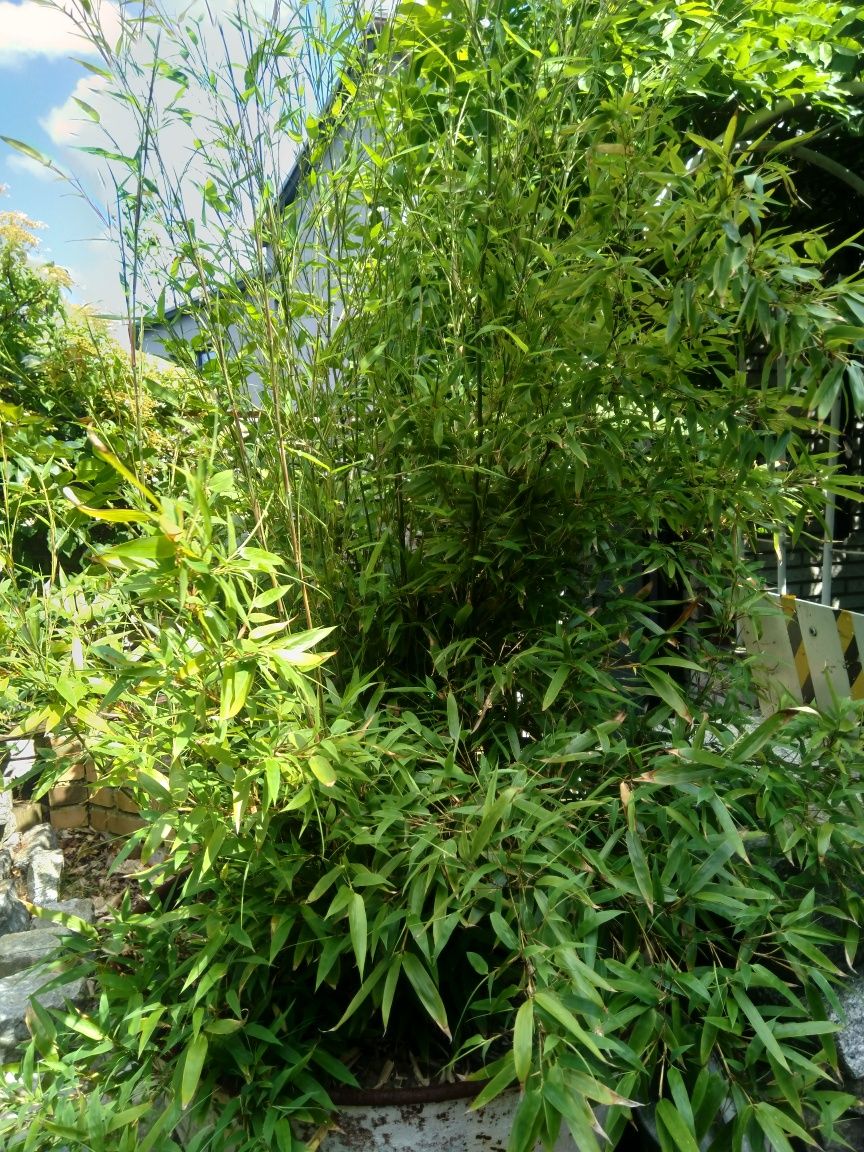 Czarny Bambus Drzewiasty NIGRA Mrozoodporny (Phyllostachys)