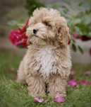 Śliczne szczenięta maltipoo