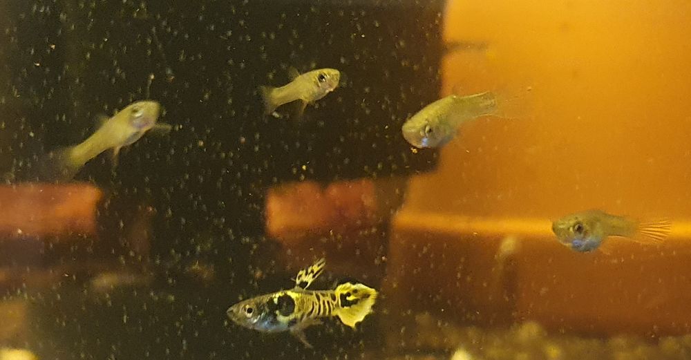 Gupik Endlera Tiger Cobra WYSYŁKA