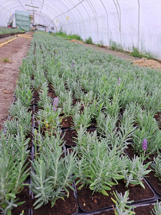 Lawenda Sadzonki Hidcote Blue Strain P9