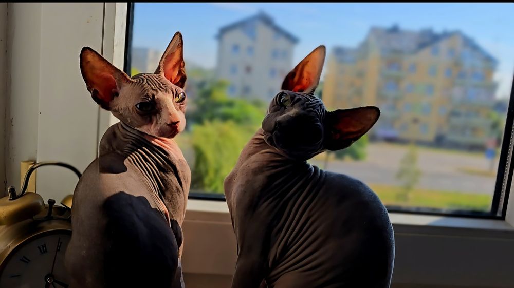 Kot sfinks piekny kocurek sphynx