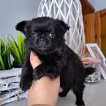 Piękny chłopiec długowłosy Chihuahua