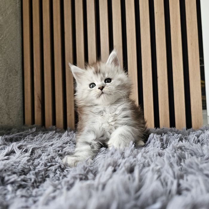 Koteczki Maine coon rodowód fpl