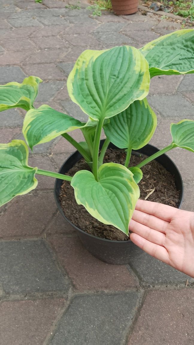 Funkia hosta ozdobne liście
