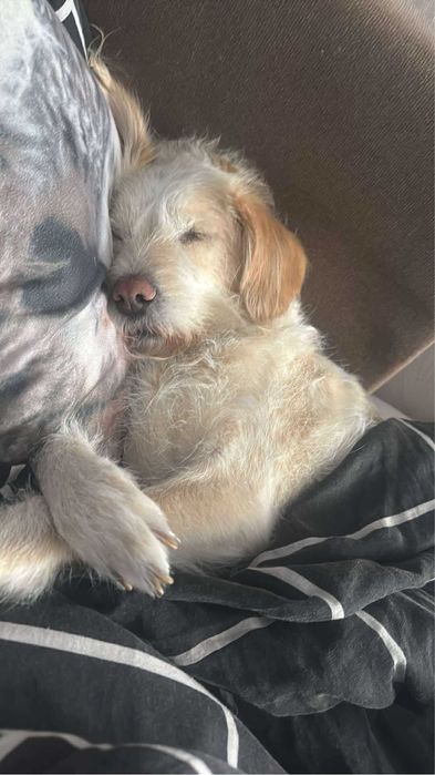 7 letnia sunia do adopcji