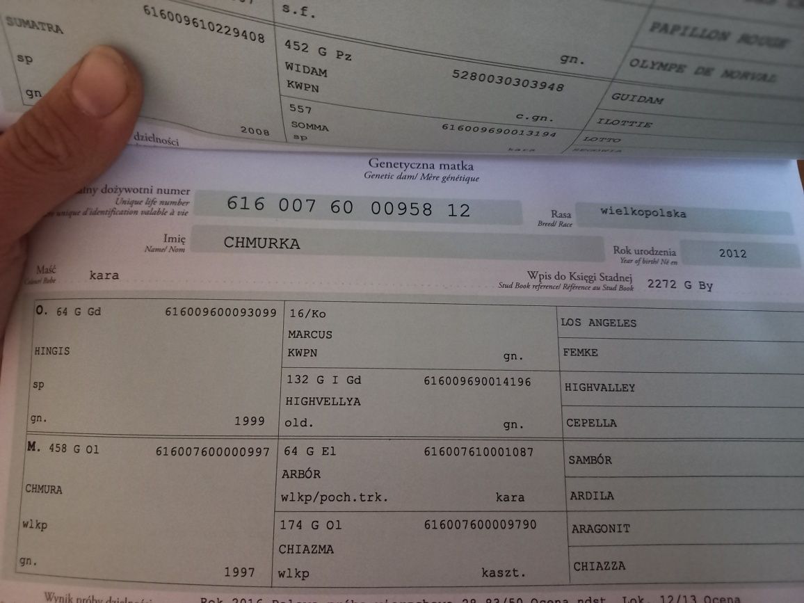 Klacz , koń,  koń sportowy