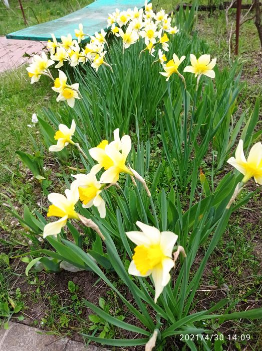 Нарциси .ціна за 1 цибулину