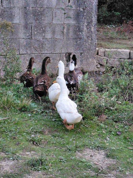 Lote de 6 Patos 4 rouen e 2 pequim