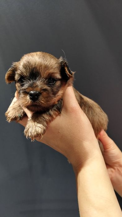 Yorkshire terrier
