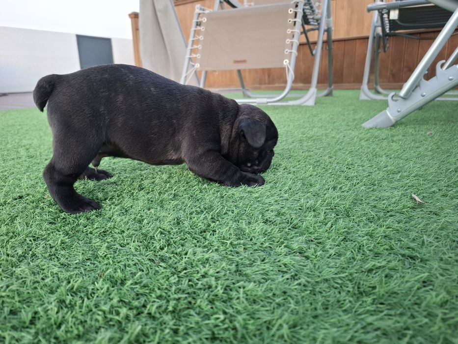 Bulldog francês macho
