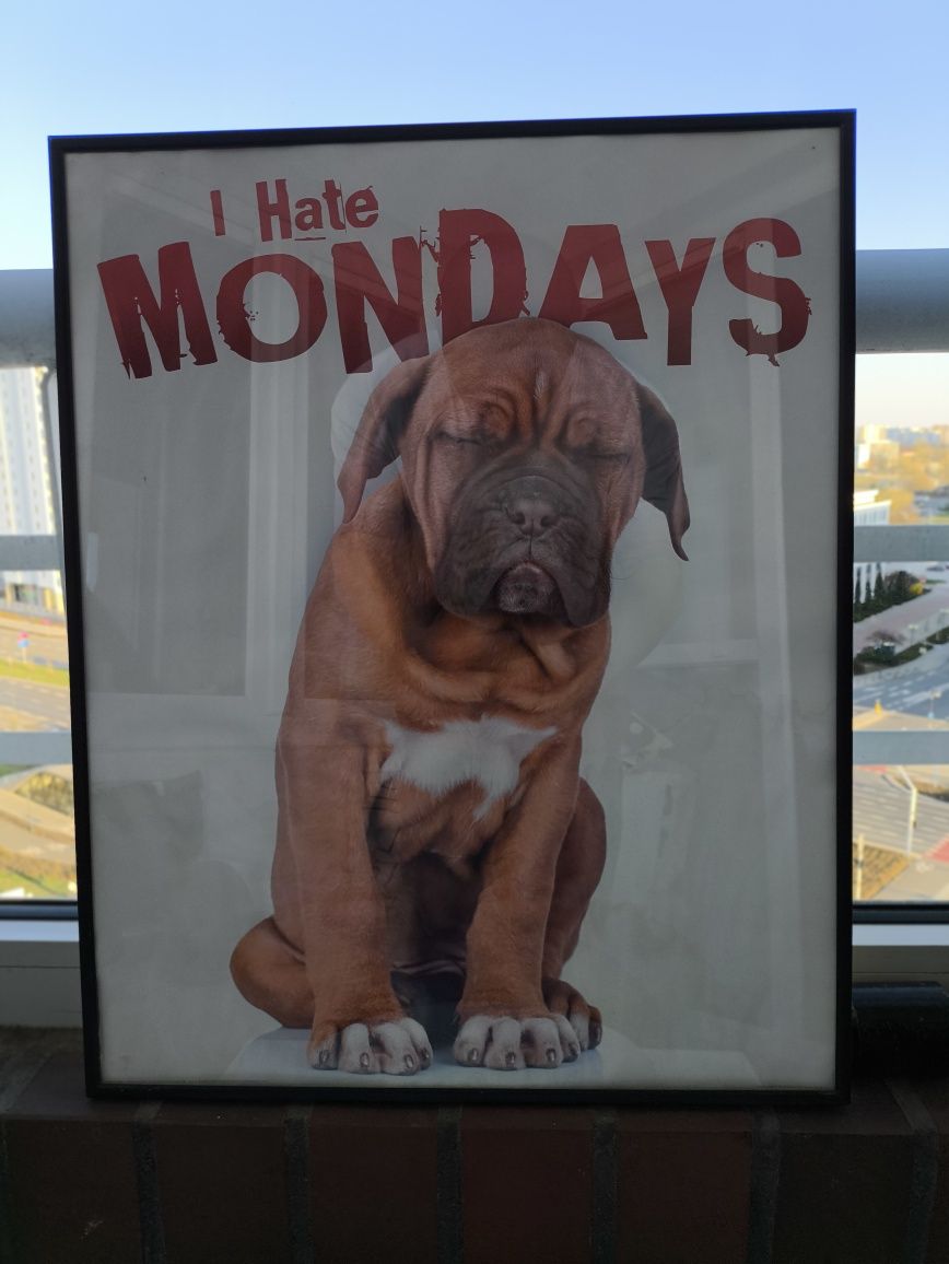 Obraz Antyrama I Hate Mondays Ramka 50x40 Pies Rama Plakat