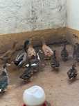 Vendo patos reais, marrecos e mudos de várias idades