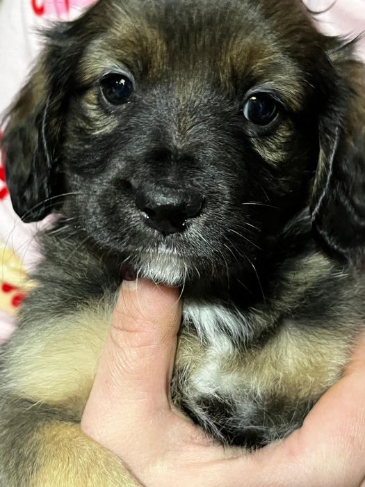 Szczeniaczek pilnie szuka domu