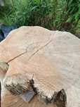 Plaster drewna akacja rabinia