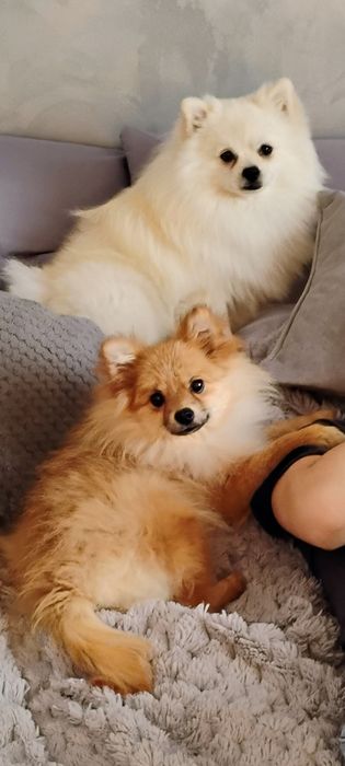 Biały piesek szpic miniaturowy