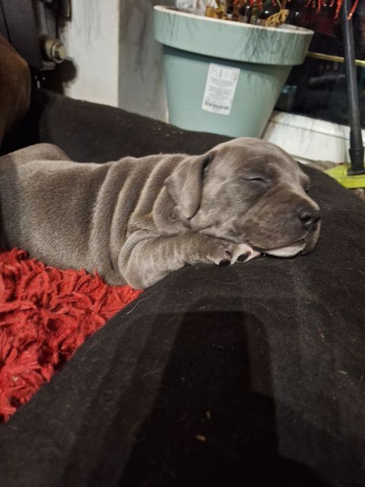 Szczeniak American Staffordshire Terrier (Amstaff).