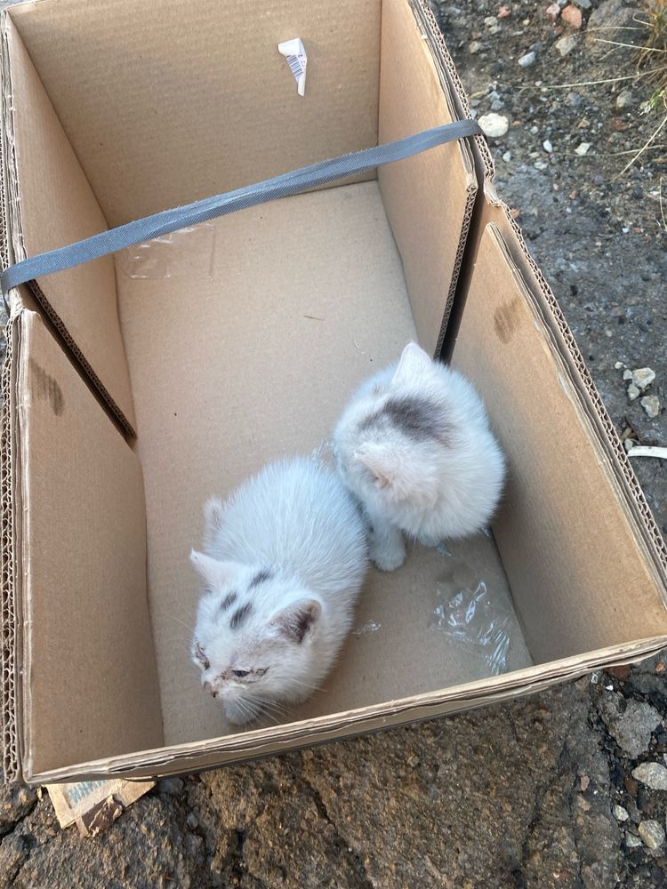 Віддам в добрі руки 2 кошеня