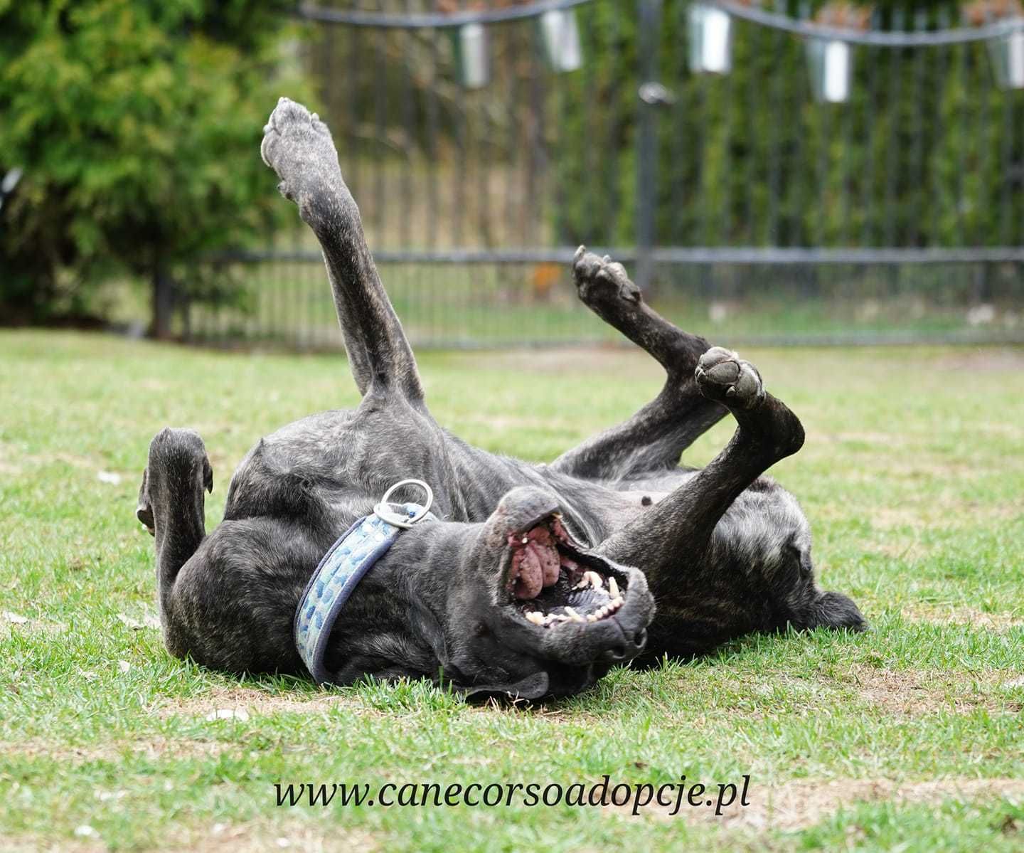 Doris w typie cane corso do adopcji.