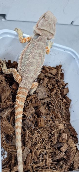 Agama brodata samiczka