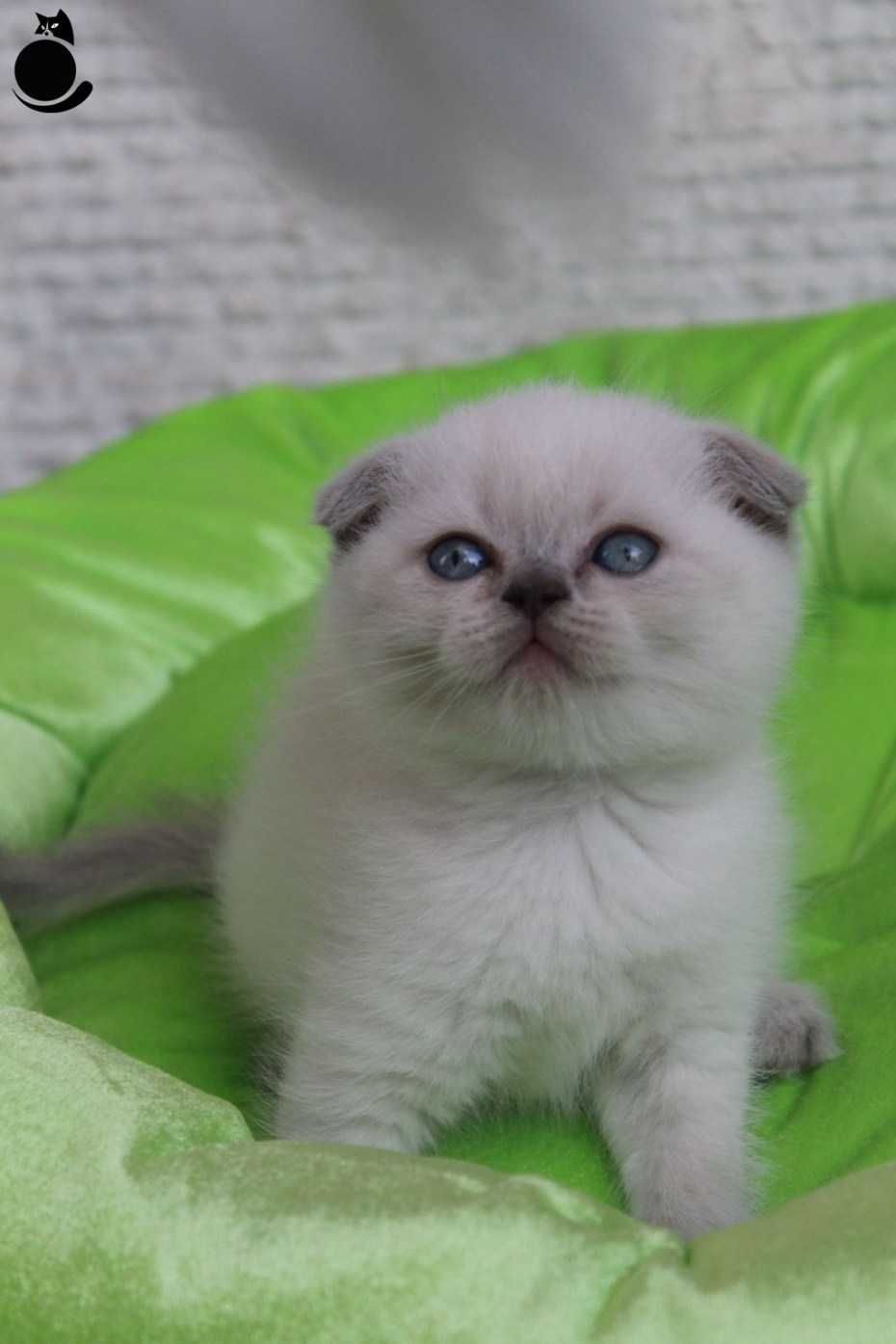 Девочка "Scottish Fold"окрас Блю Поинт