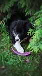 Border Collie FCI / ZKwP dziewczynka