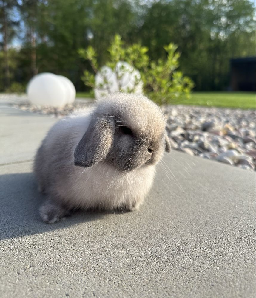 MINI LOP królik karzełek miniaturka ZAREJESTROWANA HODOWLA