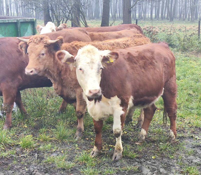 Jałówki cielne, mięsne hereford limousine angus