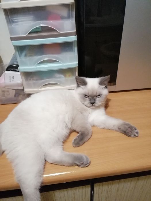 Piękne kocieta Brytyjskie z rodowodemFPL